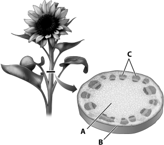 The type of plant tissue indicated by the letter A in the diagram below of a plant stem is ground tissue.   