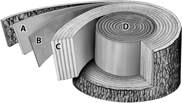 Which of the layers shown in the diagram below of a tree trunk were most recently produced by the vascular cambium?   A) A and B B) A and C C) B and C D) C and D