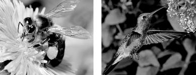 Flowers, like the ones in the figure below, display spectacular colors, shapes, and odors in combination with food rewards such as nectar, in order to convince pollinating animals to visit several flowers of the same species to transfer pollen for reproduction.   How might a flower be specialized to attract hummingbird pollinators (above right) and discourage insect pollinators (above left) ? A) have brightly colored petals B) open only at night C) hang downward from the branch tips D) organize its flowers into a flat landing surface