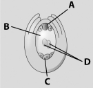 What part(s) of the embryo sac shown in the diagram below fuse(s) with sperm from a pollen grain?   A) A B) A and B C) A and D D) D