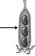 The structure indicated by the arrow in this diagram of a fruit developed from the   A) ovule. B) ovary. C) pollen grain. D) anther.