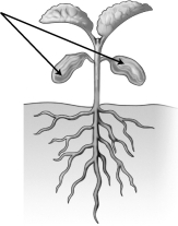 Why are the structures indicated by the arrow in the diagram below of a seedling somewhat shriveled at this stage in germination?   A) These structures die as a result of exposure to sunlight when the seedling breaks the surface of the ground. B) These structures formed the protective coat of the seed and are no longer needed. C) These structures originally held food for the embryo, which is mostly used up by this stage of germination. D) The cells of the meristem moved out of these structures as the seedling began primary growth.
