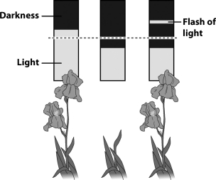 The figure below illustrates the results of a laboratory experiment that simulates potted irises being exposed to differing lengths of darkness.   How would flowering in these irises be affected by disrupting the length of their light exposure? A) It would stimulate flowering. B) It would suppress flowering. C) It would stimulate branching and increase total flower production. D) There would be no effect because irises use the length of darkness to coordinate flowering.
