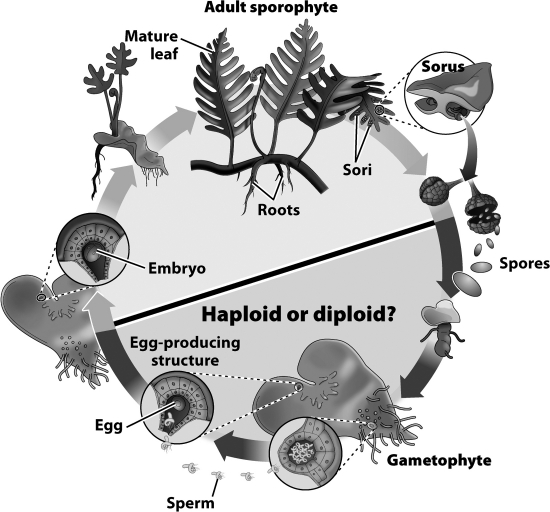 The line through the center of the diagram below separates the haploid and diploid life stages of the plant life cycle. The part of the cycle that exists below the line consists of plants that are ____________________.   