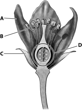 The structure labeled B in the diagram below of a flower is known as the ____________________ and produces ____________________.   