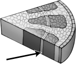 The region of the diagram below indicated by the arrow is involved in the production of wood.   