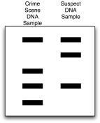 A person has been arrested and charged for murder.DNA fingerprint analyses were performed on DNA found at the crime scene left laneand on DNA from the suspect right lane) .Does this evidence place the person at the scene of the crime?   A) This evidence indicates that the person was probably at the crime scene. B) This evidence proves that the person was NOT at the crime scene. C) This evidence does not prove that the person was at the crime scene,though the person still could have been there. D) There is not enough DNA evidence.