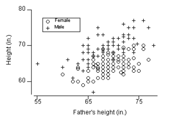 The scatterplot below shows students' heights (y) versus father's heights (x) for a sample of 173 college students. The symbol + represents a male student and the symbol o represents a female student. A linear regression equation is determined for the relationship between female students' heights and their father's heights and, separately, one for male students and their fathers. How do the y-intercepts compare for these two regression equations?