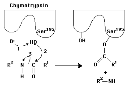  In the following diagram of the first step in the reaction catalyzed by the protease chymotrypsin,the process of general base catalysis is illustrated by the number ________,and the process of covalent catalysis is illustrated by the number _________.   A) 1;2 B) 1;3 C) 2;3 D) 2 ;3 E) 3;2