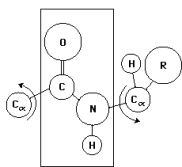  In the diagram below,the plane drawn behind the peptide bond indicates the:   A) absence of rotation around the C-N bond because of its partial double-bond character. B) plane of rotation around the C <sub> \alpha </sub> -N bond. C) region of steric hindrance determined by the large C=O group. D) region of the peptide bond that contributes to a Ramachandran plot. E) theoretical space between -180 and +180 degrees that can be occupied by the  \phi  and  \Psi  angles in the peptide bond. 