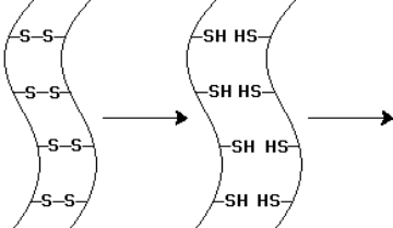   The  \alpha -keratin chains indicated by the diagram below have undergone one chemical step.To alter the shape of the  \alpha -keratin chains-as in hair waving-what subsequent steps are required?   A) Chemical oxidation and then shape remodeling B) Chemical reduction and then chemical oxidation C) Chemical reduction and then shape remodeling D) Shape remodeling and then chemical oxidation E) Shape remodeling and then chemical reduction 