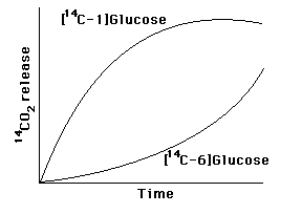 An extract of adipose (fat)tissue can metabolize glucose to CO<sub>2</sub>.When glucose labeled with <sup>14</sup>C in either C-1 or C-6 was added to the extract,<sup>14</sup>CO<sub>2</sub> was released with the time courses shown below.What is the major path of glucose oxidation in this extract? Explain how you reached this conclusion.  