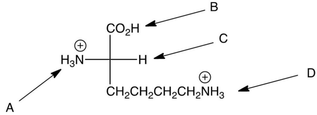  In strongly acidic solution L-lysine is primarily a dication as shown below. As the  \mathrm{pH}  is raised, which proton is lost to form the monocation?   A)  A B)  B C)  C D)  D 