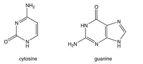  The structures of cytosine and guanine are shown below. In DNA the  -\mathrm{NH}_{2}  group on guanine hydrogen bonds with the   A)  -  \mathrm{NH}_{2}  group on cytosine. B)  doubly bonded ring nitrogen on cytosine. C)  -NH- ring nitrogen on cytosine. D)  carbonyl oxygen on cytosine. 