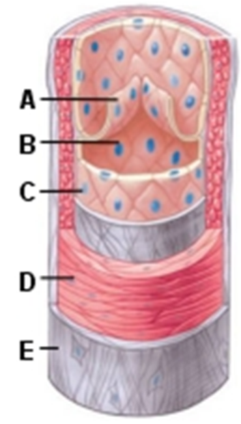   -The part of this image labeled  A is the A)  tunica intima B)  tunica media C)  vessel lumen D)  valve 