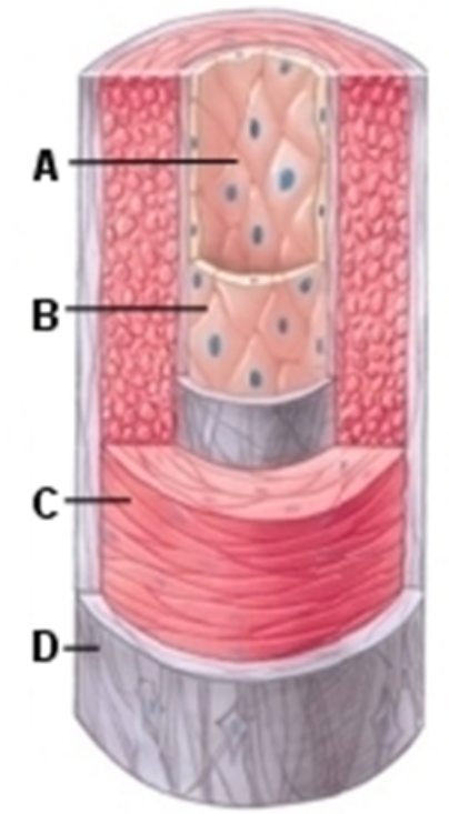   -The part of this image labeled  B is the A)  tunica intima B)  tunica media C)  tunica adventitia 