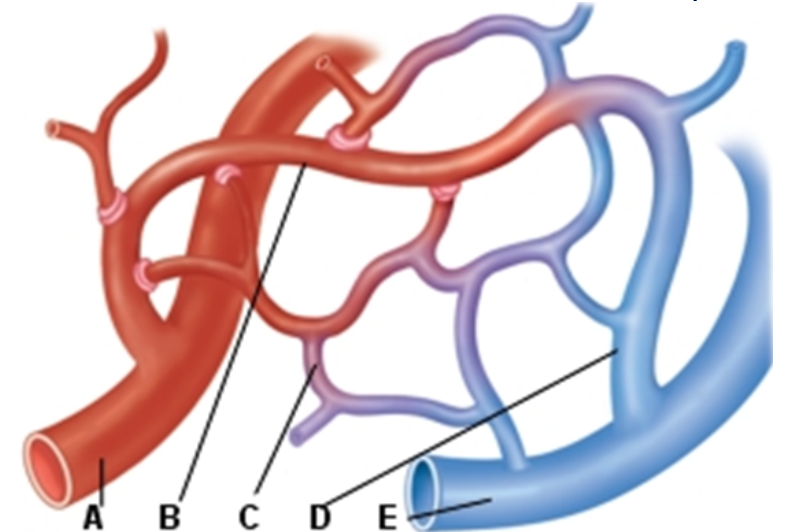   -The blood vessel in this image that is labeled  A is a(an)  A)  arteriole B)  artery C)  capillary D)  vein E)  venule 