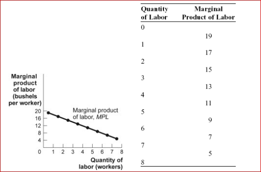 Figure: The Marginal Product of Labor     (Figure: The Marginal Product of Labor)  Look at the figure The Marginal Product of Labor.The total product of labor for eight workers is: A) 40 bushels. B) 35 bushels. C) 96 bushels. D) 75 bushels. 