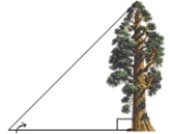 Height of a sequoia tree. Sequoias are among the longest living trees in the world. They can grow to a maximum height of 311 ft and can live up to 3,200 years. A park ranger wants to determine the height of a sequoia tree without having to climb to the top of it. He measures the length of the tree's shadow and determines the angle of elevation from the tip of the shadow to the top of the tree. Using this information and a trigonometric function, the park ranger can calculate the height of the tree. What is the height of a tree if its shadow is 253 ft long and the angle of elevation is 43°? Round your answer to one decimal place.    43° 253 ft