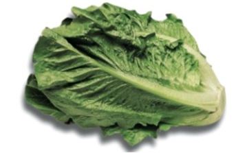 Identify the type of lettuce.   A)  iceberg lettuce B)  Boston lettuce C)  romaine lettuce D)  Chinese cabbage