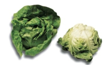 Identify the type of lettuce.   A)  iceberg lettuce B)  Boston lettuce C)  romaine lettuce D)  Chinese cabbage