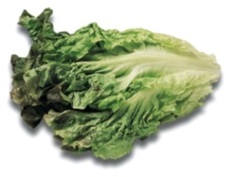 Identify the type of lettuce.   A)  loose-leaf lettuce B)  escarole or broad-leaf lettuce C)  chicory or curly endive D)  frisée