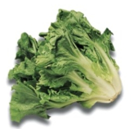 Identify the type of lettuce.   A)  loose-leaf lettuce B)  escarole or broad-leaf lettuce C)  chicory or curly endive D)  frisée