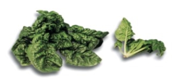 Identify the type of lettuce.   A)  spinach B)  watercress C)  arugula D)  mesclun