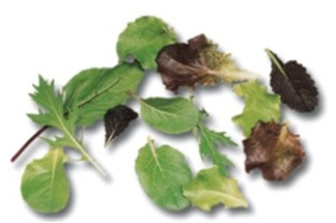 Identify the type of lettuce.   A)  spinach B)  watercress C)  arugula D)  mesclun