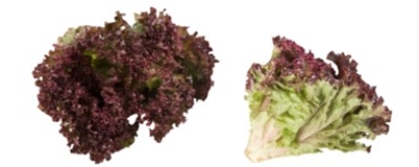 Identify the type of lettuce. A) lola rossa B) red oak leaf C) alfalfa sprouts D) microgreens