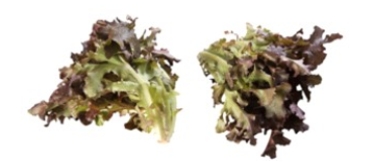 Identify the type of lettuce. A) lola rossa B) red oak leaf C) alfalfa sprouts D) microgreens