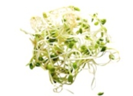 Identify the type of lettuce. A) lola rossa B) red oak leaf C) alfalfa sprouts D) microgreens