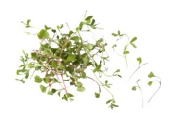 Identify the type of lettuce. A) lola rossa B) red oak leaf C) alfalfa sprouts D) microgreens