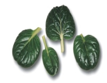 Identify the type of lettuce. A) tatsoi B) mizuna C) mâche D) microgreens