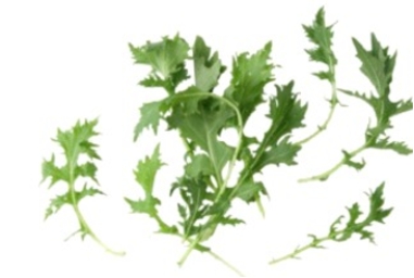 Identify the type of lettuce. A) tatsoi B) mizuna C) mâche D) microgreens