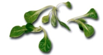 Identify the type of lettuce. A) tatsoi B) mizuna C) mâche D) microgreens