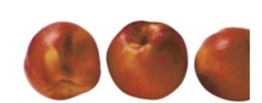 Identify the fruit.   A)  nectarines B)  oranges C)  blood oranges D)  tangerines