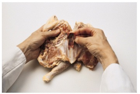 <strong>When splitting a chicken for broiling, the breastbone or keel bone shown in the picture is removed for what reason?   </strong> A) This helps the chicken lie flat and cook evenly. B) It holds the chicken in shape. C) It allows for a neater presentation. D) All of these <div style=padding-top: 35px> 