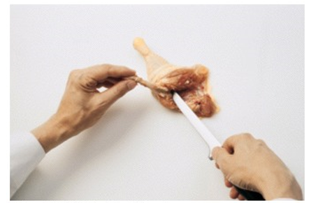 <strong>What is the bone being removed in the picture? </strong> A) Thigh bone B) Breastbone C) Keel bone D) Wingbone