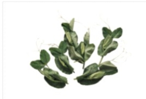 Identify the vegetable shown in the picture.   A)  Bok choy B)  Kale C)  Sorrel D)  Pea shoots