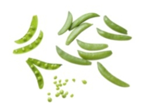 Identify the vegetable shown in the picture.   A)  Pea shoots B)  Kale C)  Sugar snap peas D)  Scallions
