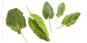Identify the vegetable shown in the picture.   A)  Sorrel B)  Kohlrabi C)  Lettuce D)  Kale
