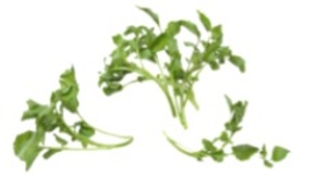 Identify the vegetable shown in the picture.   A)  Watercress B)  Sorrel C)  Scallions D)  Fennel