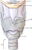 Part v refers to the:   A)  trachea. B)  larynx. C)  thyroid cartilage. D)  cricoid cartilage.