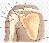 Which view and projection of the proximal humerus is represented in the figure?   A)  External rotation, anteroposterior (AP)  projection B)  Neutral rotation, AP projection C)  Internal rotation, AP projection D)  External rotation, lateral projection
