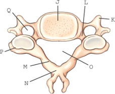 The structure pedicle is labeled _____.   
