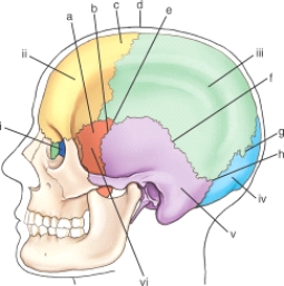 Which cranial suture is labeled g?   (Anatomic structures are labeled i through vi and sutures a through h.)  A)  Coronal B)  Squamosal C)  Lambdoidal D)  Sagittal