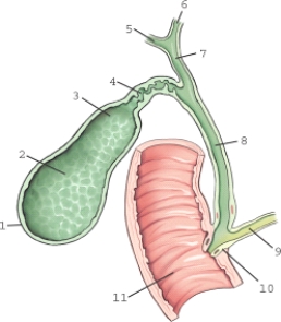 Which structure is labeled 6?   A)  Cystic duct B)  Pancreatic duct C)  Right hepatic duct D)  Left hepatic duct