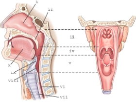 Part ix refers to the:   A)  soft palate. B)  tonsils. C)  uvula. D)  epiglottis.