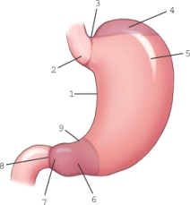 Which part of the stomach is labeled 2?   A)  Esophagogastric junction B)  Incisura angularis C)  Incisura cardiaca D)  Cardiac antrum